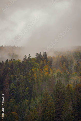 misty fog morning in the forest