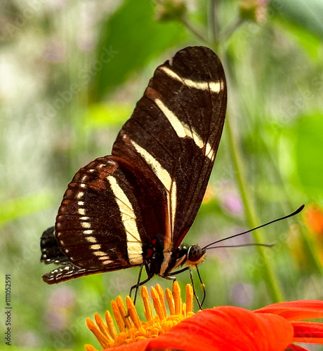 Zebra Longwing Butterfly