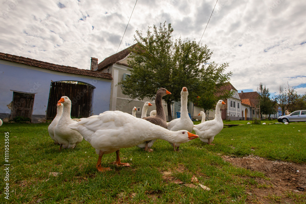 Viscri - Traditional Village in Transylvania, Romania