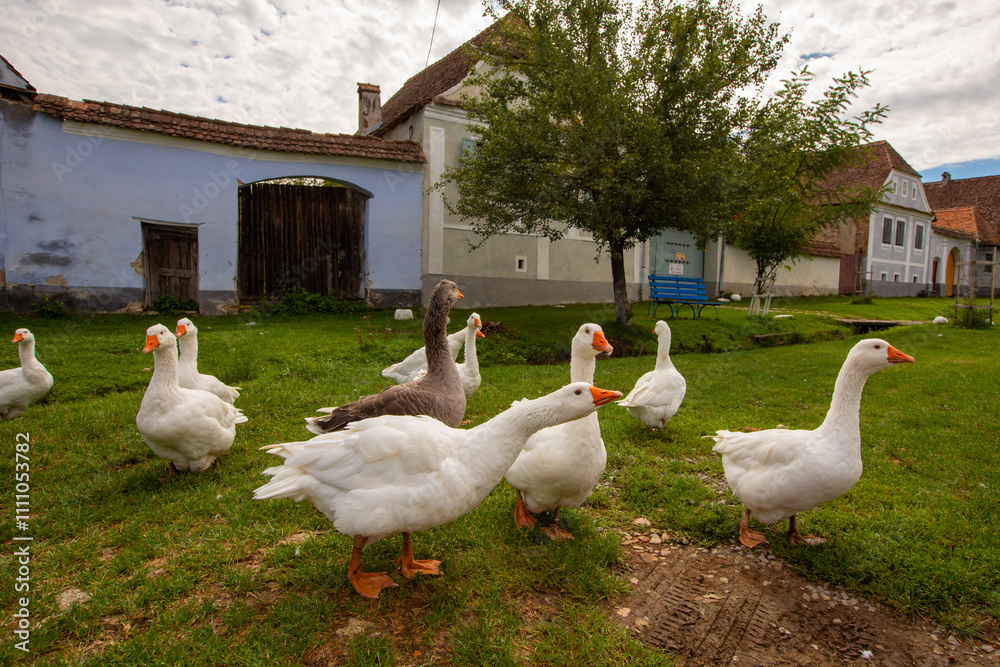 Viscri - Traditional Village in Transylvania, Romania