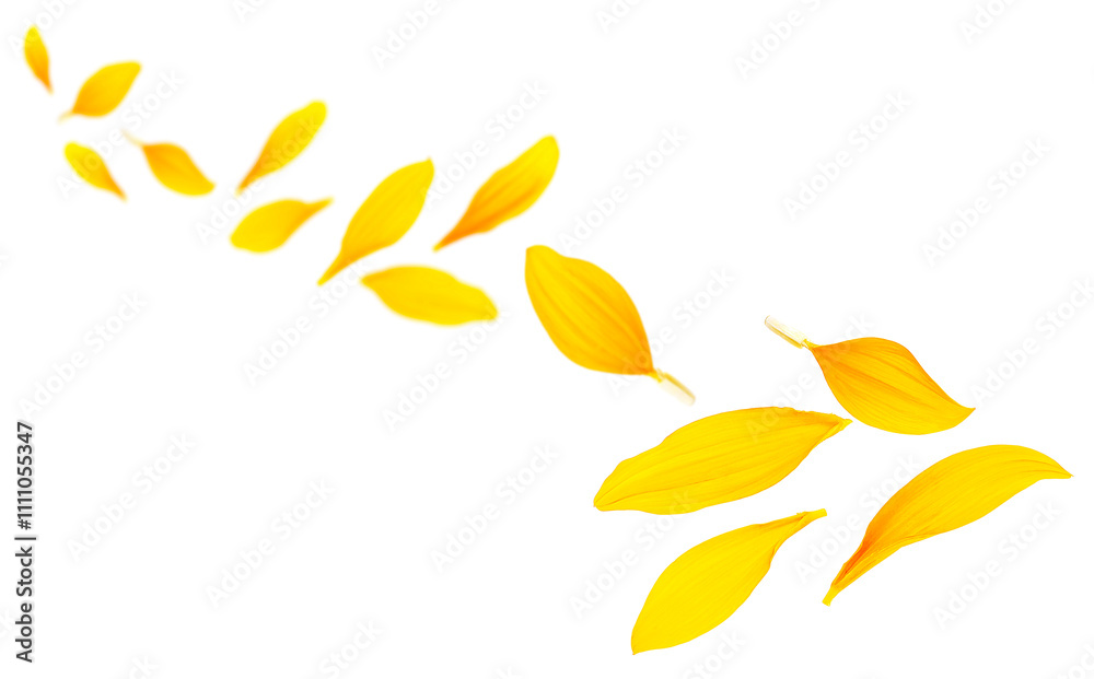 Falling yellow petals of sunflower isolated on a white background. Sunflower petals in air. Flying petals. Falling yellow petals of sunflower isolated on a white background. Sunflower petals in air. Flying petals.