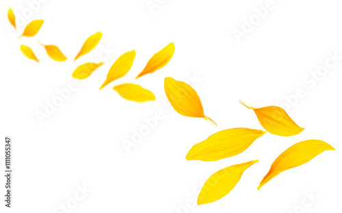 Falling yellow petals of sunflower isolated on a white background. Sunflower petals in air. Flying petals.