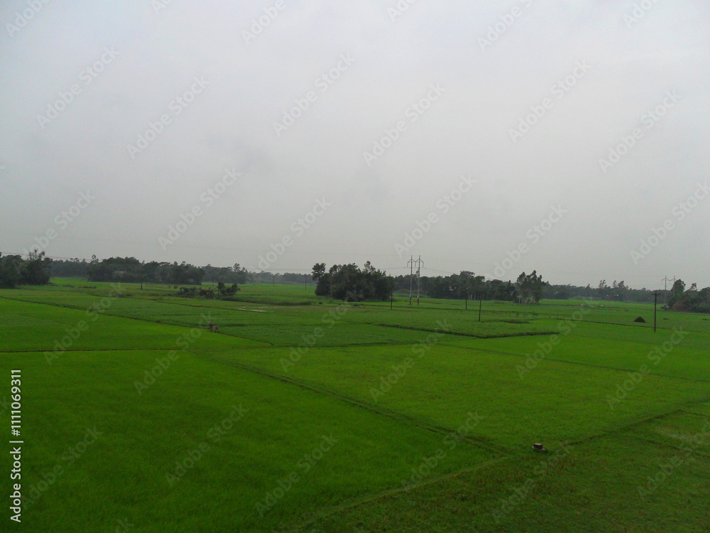 Fototapeta premium Plain Green Land, Landscape view of grass field