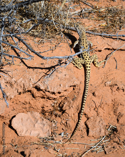 Long-nosed leopard lizard (Gambelia wislizenii) on red sandstone in brush photo