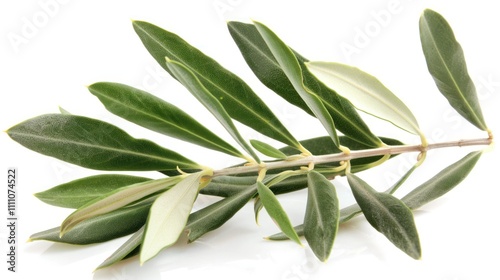 A branch of olive tree with green leaves isolated on a white background.