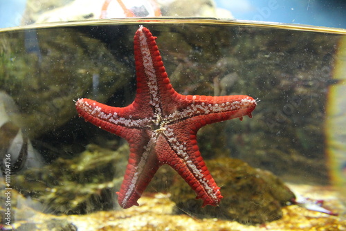 Protoreaster linckii starfish in aquarium sucked on wall close-up photo