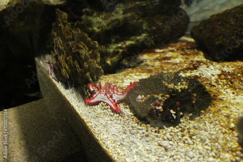 Close-up of the Protoreaster linckii in the aquarium general view. Keeping fish in an aquarium photo