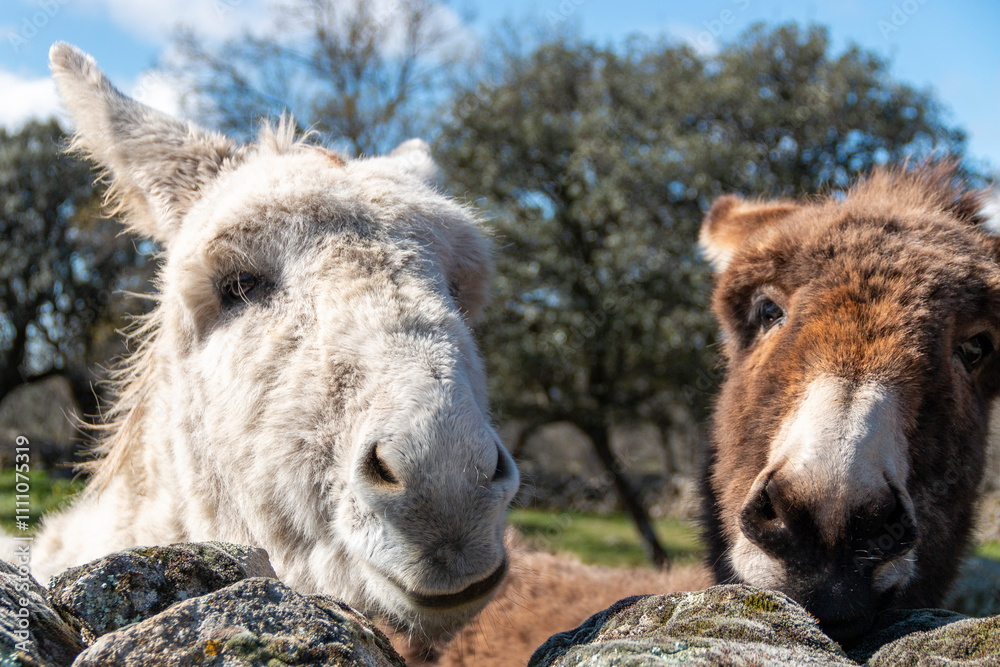 Fototapeta premium Free donkeys in their pasture looking at the camera