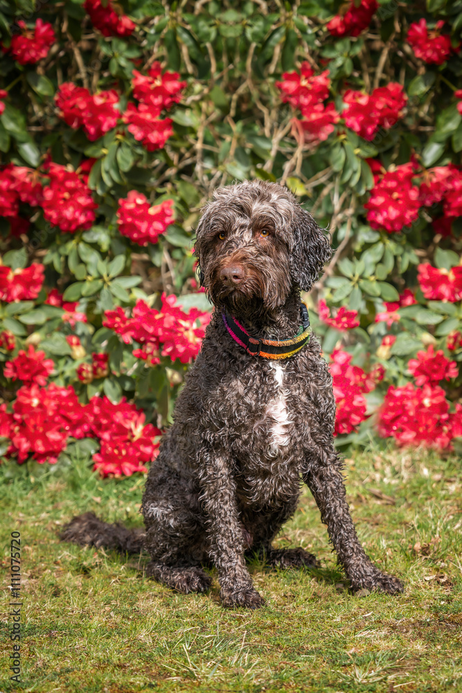 Brown springerpoo in Virginia Water with beautiful red flowers behind Rhododendron Brown springerpoo in Virginia Water with beautiful red flowers behind Rhododendron