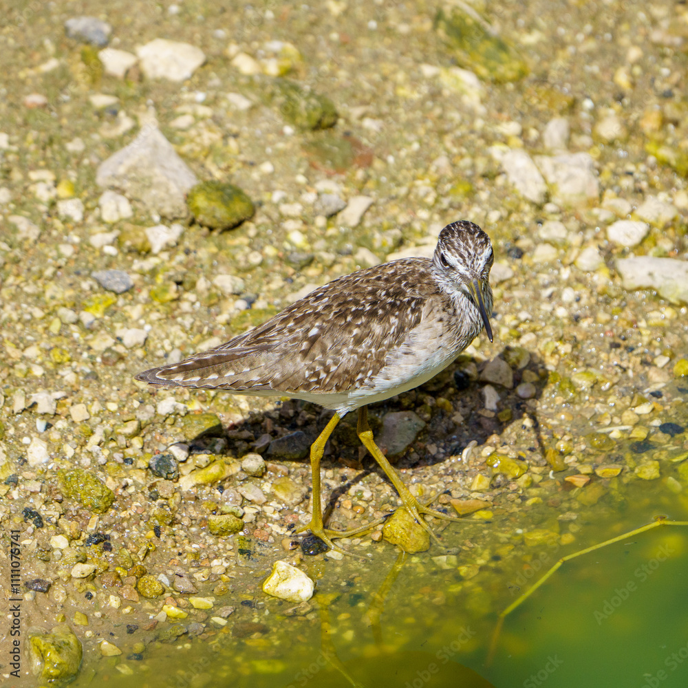 Fototapeta premium Wood sandpiper 