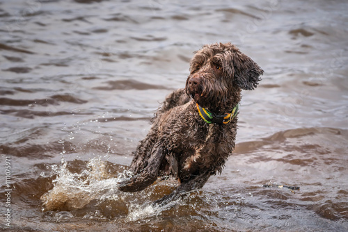 Brown springerpoo in Virginia Water playing in the water