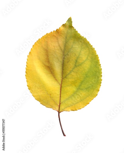 bright autumn leaf isolated on white