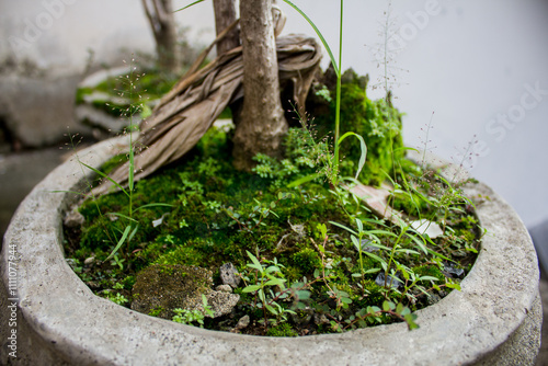 Portraits of plants growing in flower pots.
Pinrang, South Sulawesi Indonesia.
December 1 2024