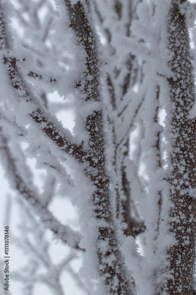 Obraz premium Icy Whispers: The Silent Beauty of Frozen Branches. Winter's Touch: A Tree Adorned in Frosty Jewels.
