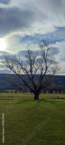 Trew in the meadow photo