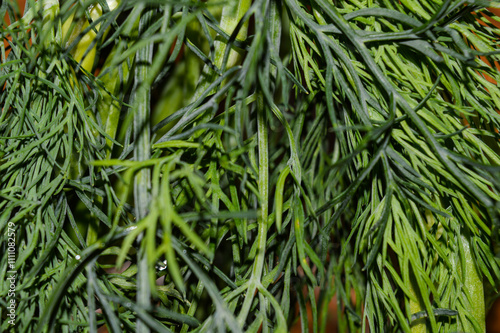 dill and green onions greenery texture background