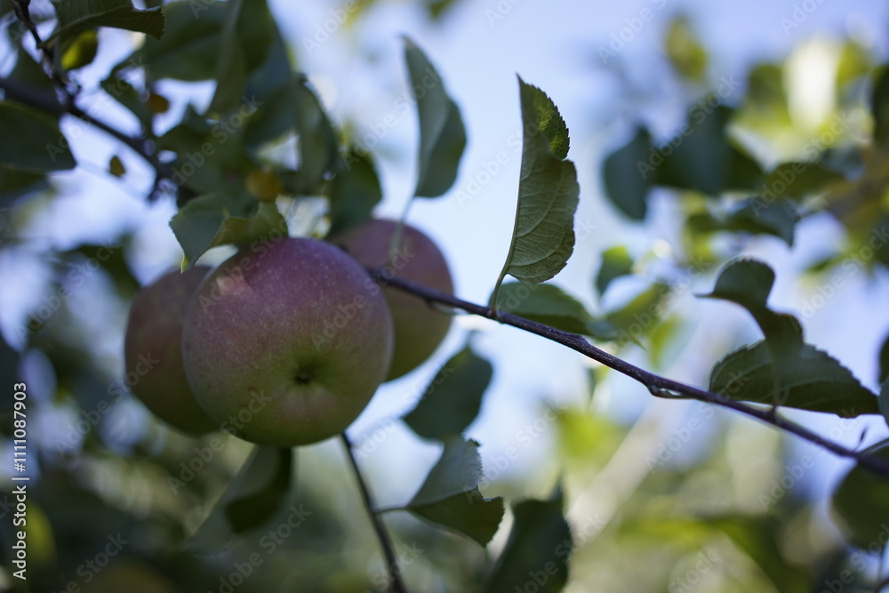 apple on tree apple on tree