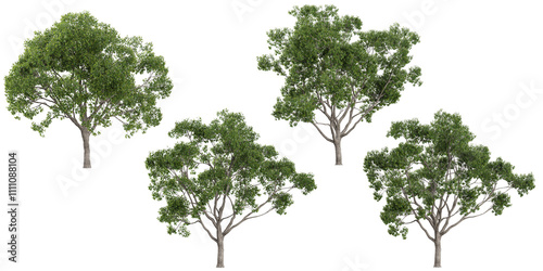Slika na platnu 3d rendering of Cinnamomum plants on transparent background