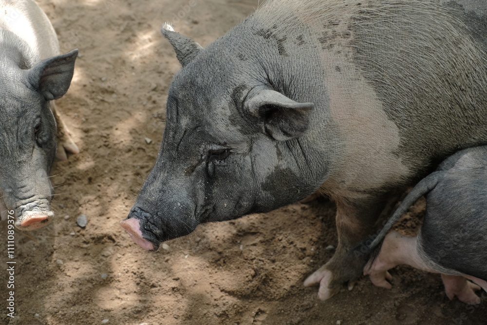Fototapeta premium Close-up of pigs in a natural environment.