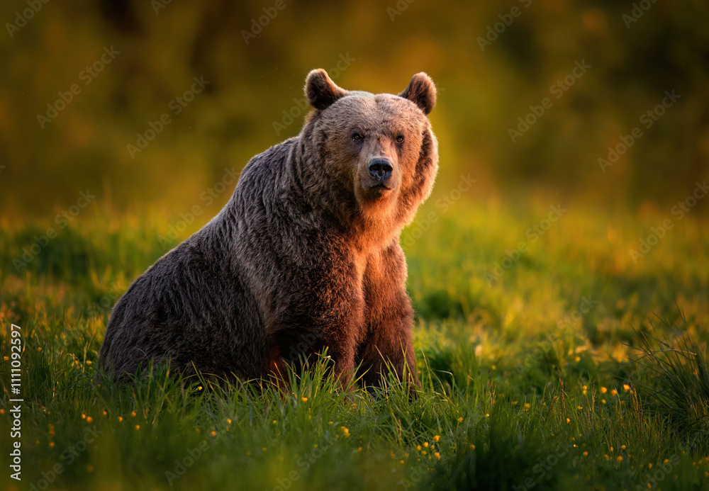 Fototapeta premium Wild brown bear ( Ursus arctos )