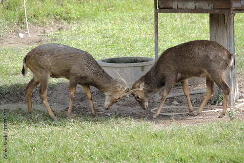 Two young deer engaging in a playful head-butting contest in a lush green field photo