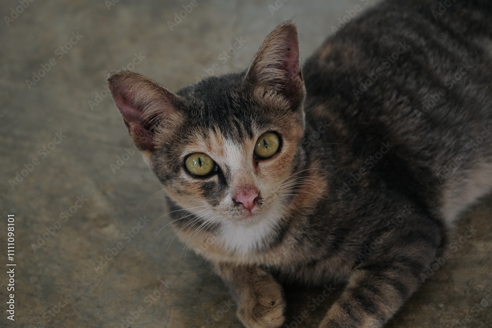 Fototapeta premium A curious cat with striking green eyes.