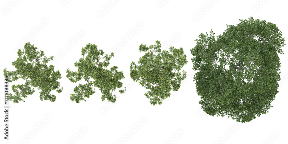 Fototapeta premium collection of Eucalyptus plants isolated on white background from top view