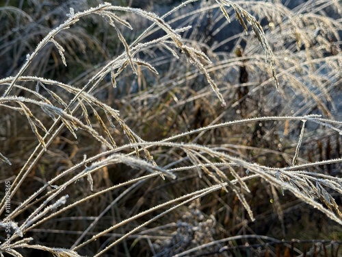 Gräser mit Raureif