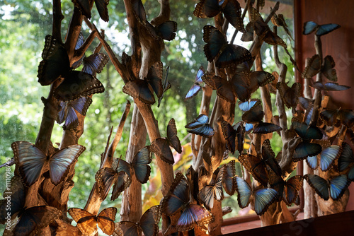 Εκτύπωση καμβά Vara Blanca, Costa Rica - November 14, 2024 - butterflies in the La Paz Waterfal