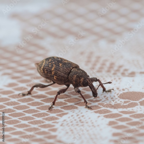 Close-up the large pine weevil - Hylobius abietis, alive, whole photo