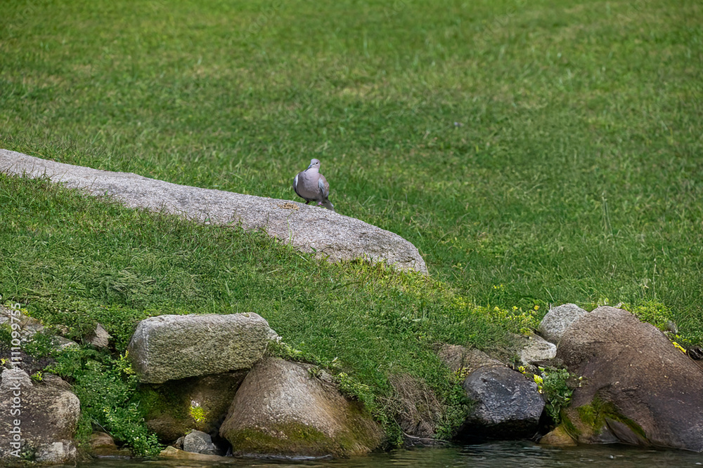 Obraz premium photographs of a pigeon in nature