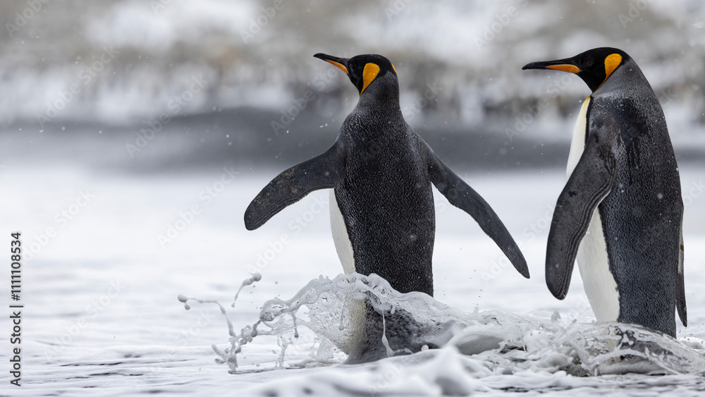 Fototapeta premium King Penguin in South Georgia Island and Falkland Islands