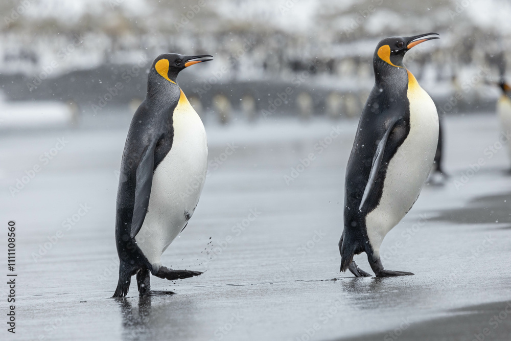 Fototapeta premium King Penguin in South Georgia Island and Falkland Islands