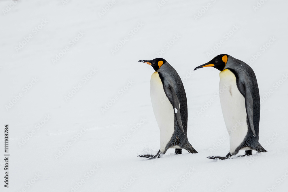 Fototapeta premium King Penguin in South Georgia Island and Falkland Islands