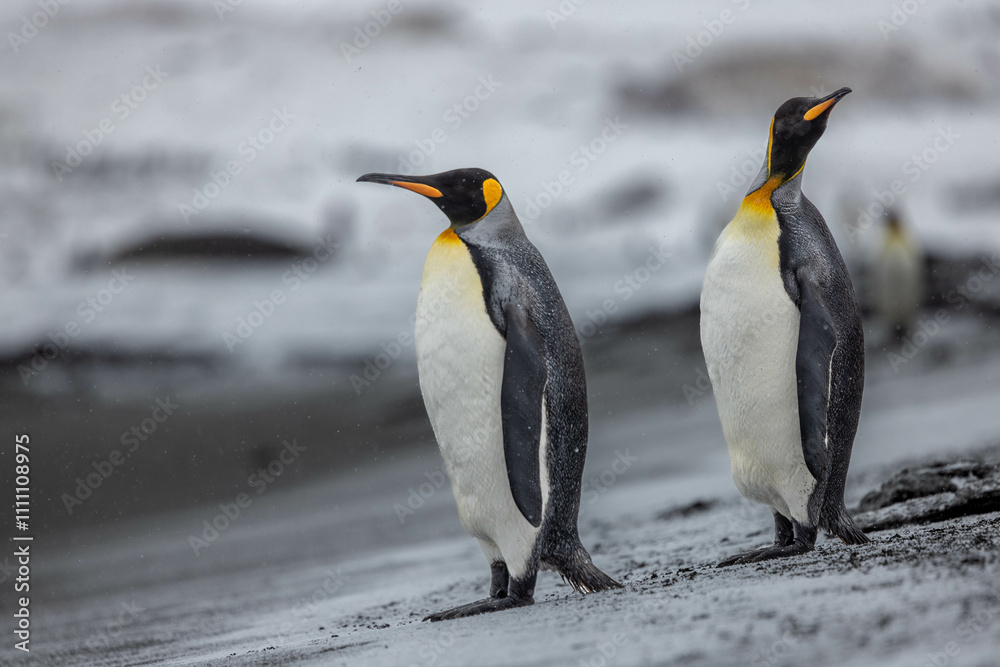 Obraz premium King Penguin in South Georgia Island and Falkland Islands