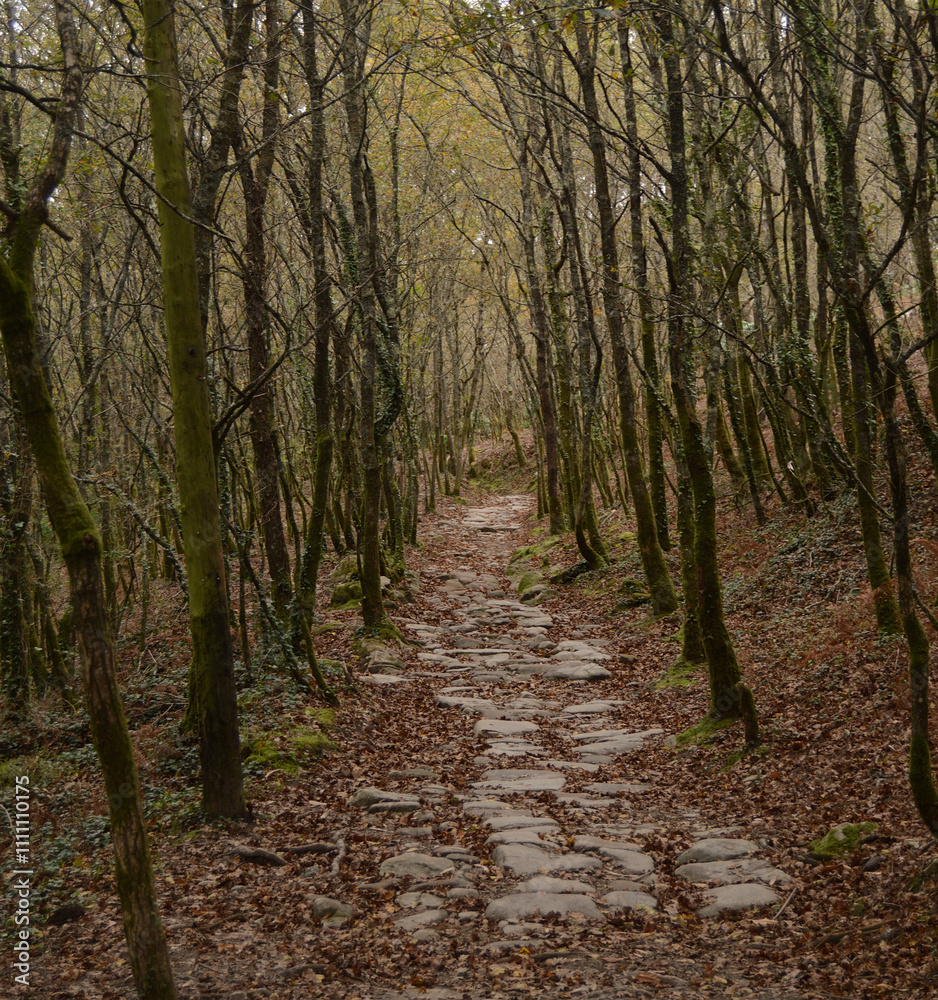 Trail through a forest of trees with dry leaves lying on the ground, Santiago ways, Spain, nature and autumn Trail through a forest of trees with dry leaves lying on the ground, Santiago ways, Spain, nature and autumn
