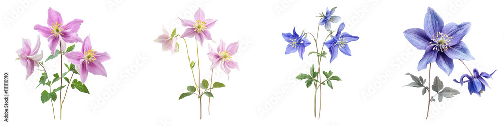 Fototapeta premium Aquilegia isolated on transparent background, Set of