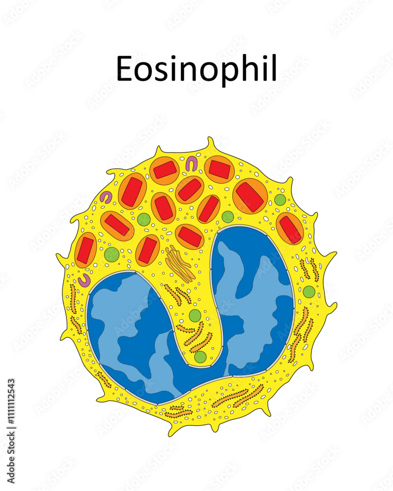 Φωτογραφία EOSINOPHIL ULTRASTRUCTURE (eosinophil seen under the electron microscope)