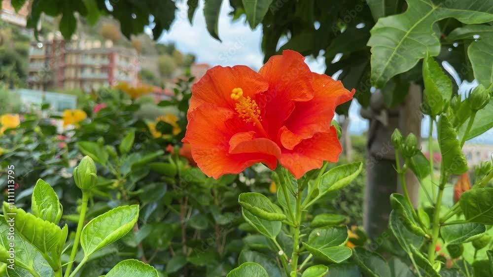 Orange flower of Chinese hibiscus in overcast weather close-up Orange flower of Chinese hibiscus in overcast weather close-up