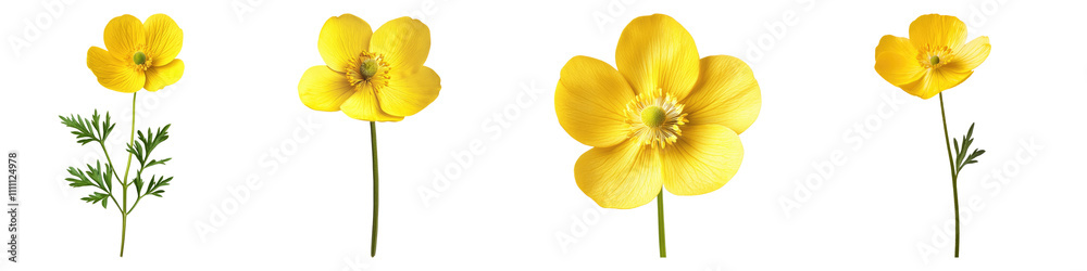Fototapeta premium Buttercup isolated on transparent background, Set of