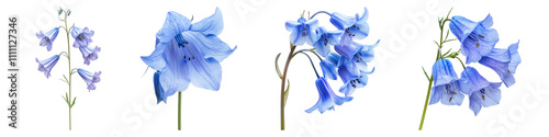 California bluebell isolated on transparent background, Set of photo