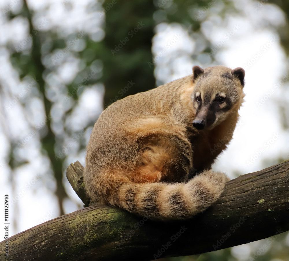 Coati en forêt