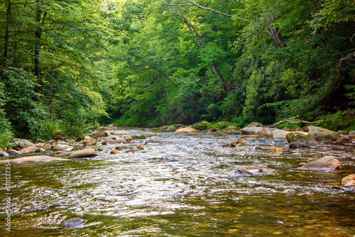 Stream and Forest in the Mountains of North Carolina photo