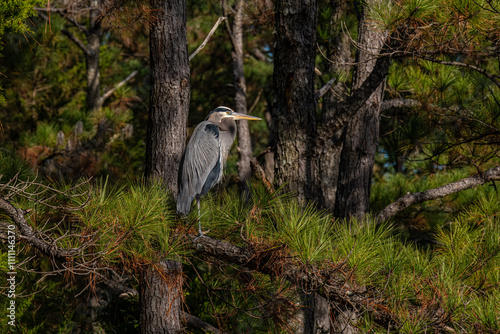 Great Blue Heron in the Forest