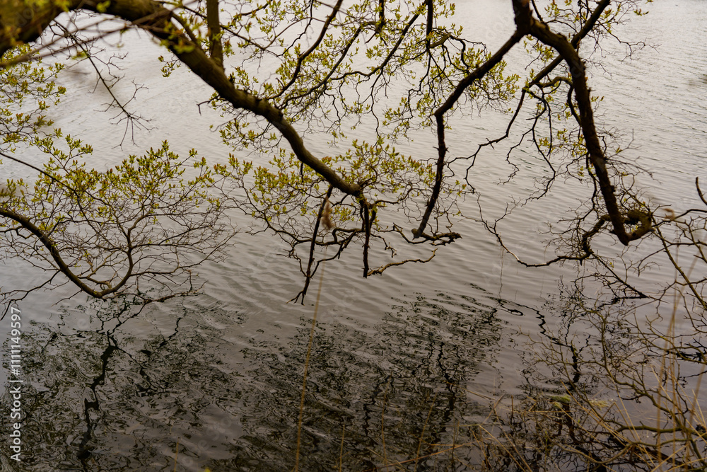 Irregular branches falling and hanging just above the water surface Irregular branches falling and hanging just above the water surface