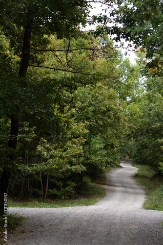 walk in the forest,forest,walking,nature