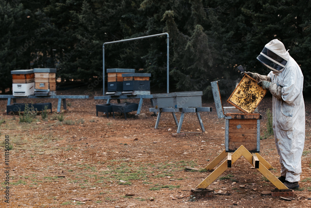 Beekeeper examining honeycomb in outdoor hive. Beekeeper examining honeycomb in outdoor hive.