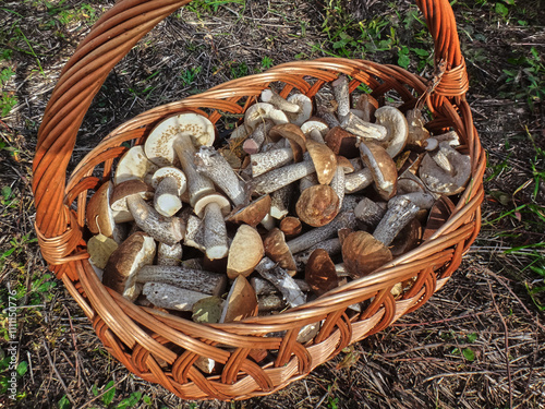 basket with natural forest mushrooms leccinum scabrum close-up natural food