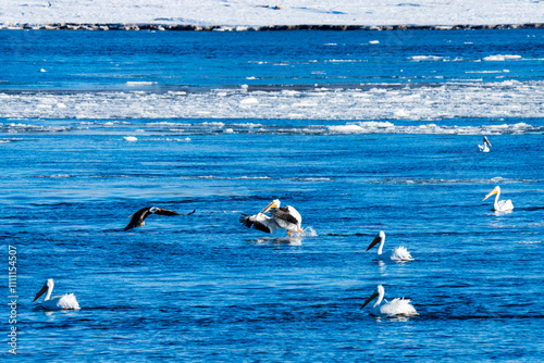 Hundreds of Bald Eagles and White Pelicans converge on Mississippi River, Clarksville, Missouri outside of St. Louis on icey river photo