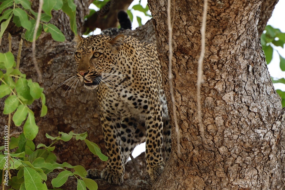 Obraz premium Leopard climbing down a tree